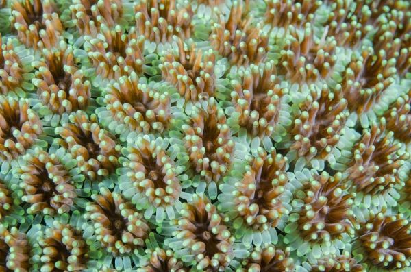Indonesia, Komodo NP Close-up of anemones